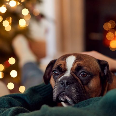 femme câlins bouledogue français à noël