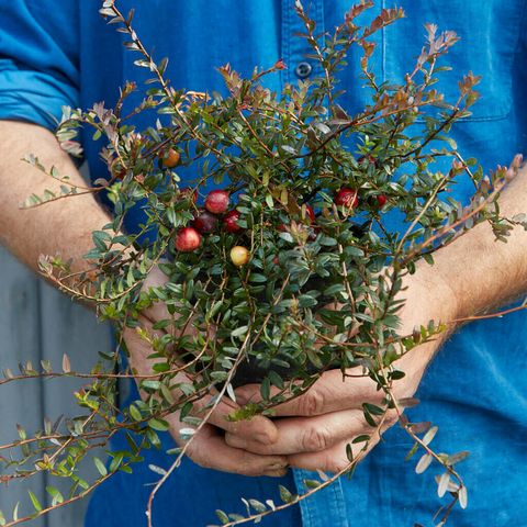 plante de canneberge en fruits de l'amitié