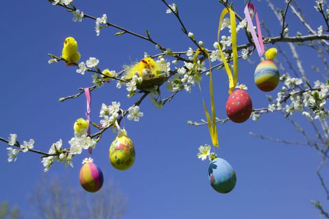 Oeufs de Pâques et poussins de jouet sur la branche d'arbre