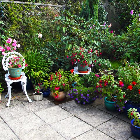 גן כפרי אנגלי ופטיו עדיין מלא פרחים באוקטובר, דליות, ורדים ורודים, פוקסיות, גרניום וקליברצ'ואה סגולה, מיני פטוניות, סורי, אנגליה