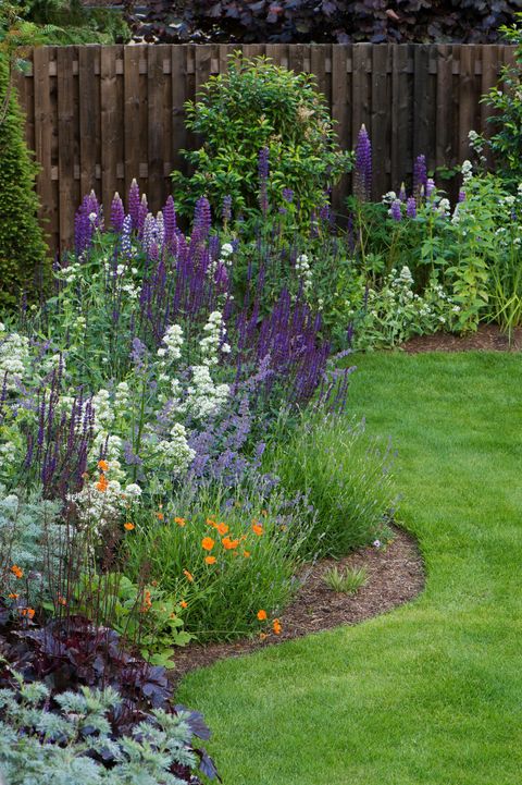 διαμορφωμένος εξοχικός κήπος, δυτικό Γιορκσάιρ, Αγγλία, Ηνωμένο Βασίλειο καλοκαιρινά ανθοφόρα φυτά από κοντά στα ποώδη σύνορα