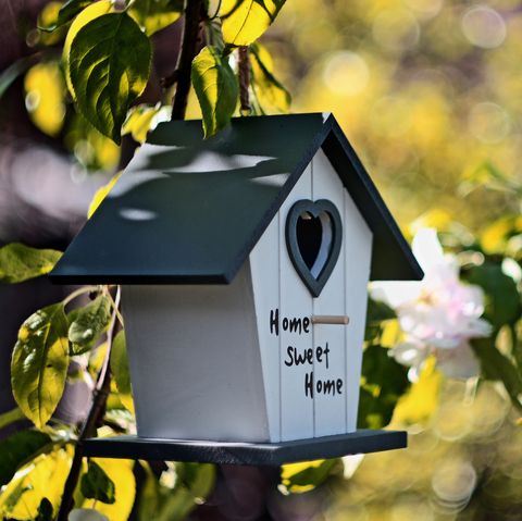 oasis de jardin, maison d'oiseau dans la mise au point sélective du pommier en fleurs