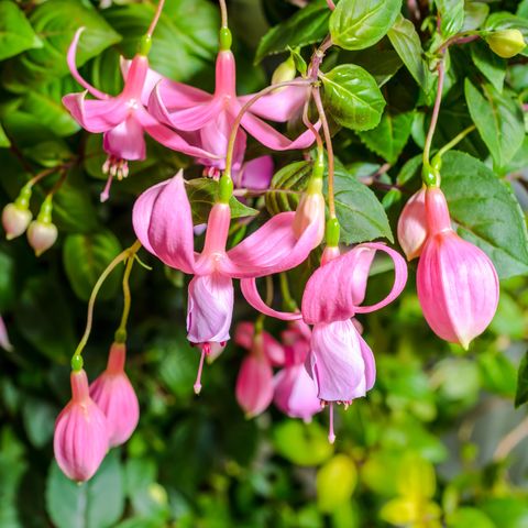 oasis de jardin, fuchsia 'rose à gogo', ega1xa délicate fleur rose fuchsia sur fond de feuilles vertes nature, rose à gogo, gros plan