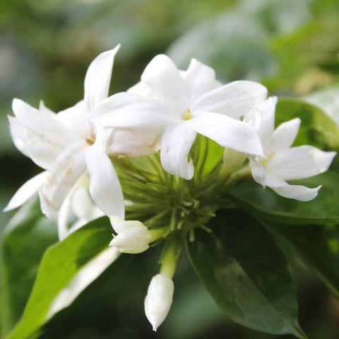 Oasis de jardin, trachelospermum jasminoides blanc qui fleurit dans le jardin, libre
