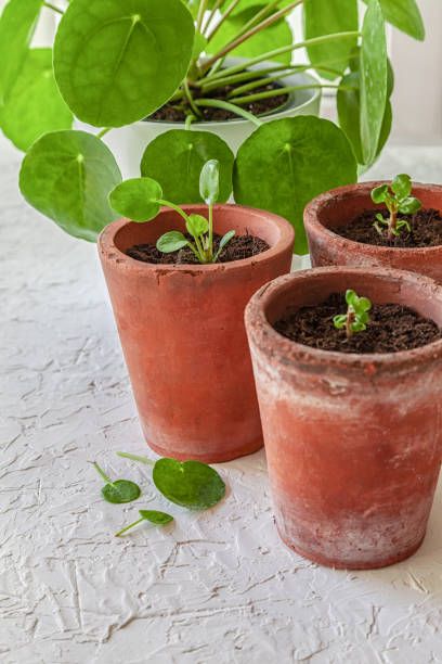 Το pilea peperomioides είναι ένα πολύ δημοφιλές φυτό αυτή τη στιγμή και η αδιαμφισβήτητη βασίλισσα στα κοινωνικά δίκτυα επίσης γνωστό ως ιεραποστολικό φυτό, φυτό τηγανίτας ή κινέζικο φυτό χρήματος