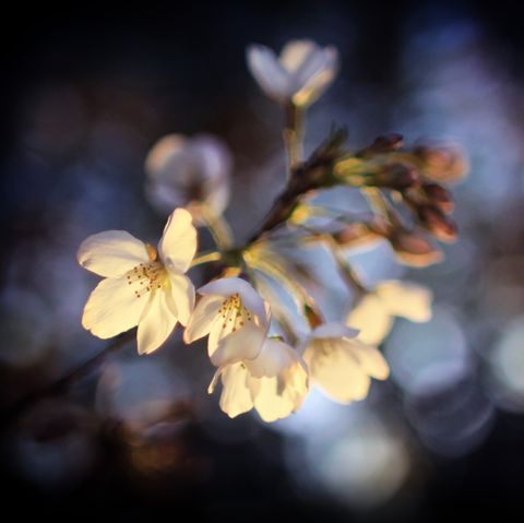 fleur de cerisier dans la nuit éclairée par des lumières fond maussade rêveur photographie florale artistique