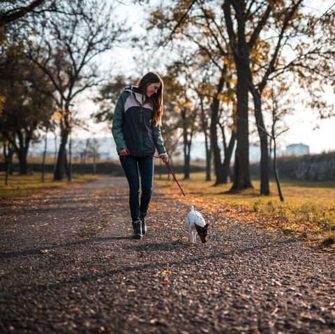 Jeune femme marchant avec Jack Russell Terrier dans un parc public au coucher du soleil