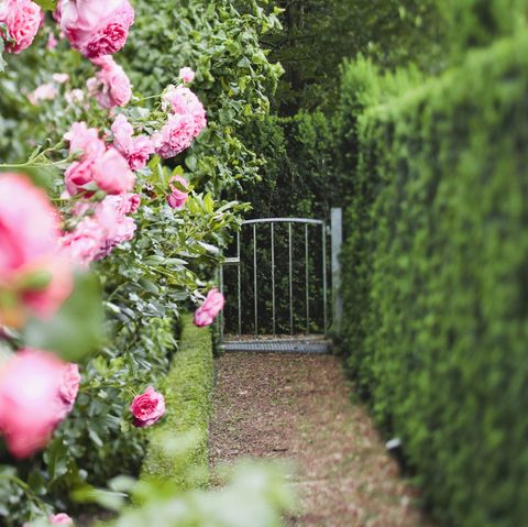 πράσινοι φράκτες έλατου, μια μεταλλική πύλη κήπου και ροζ τριαντάφυλλα
