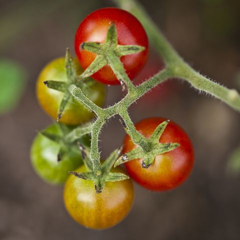 gros plan, vue aérienne d'une botte de tomates cerises sur une plante