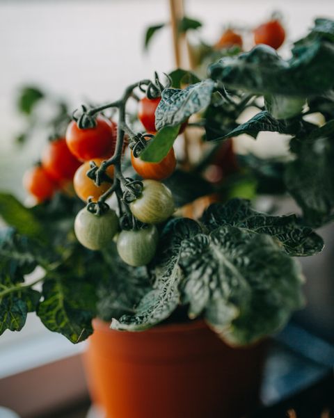 faire pousser des tomates en pot
