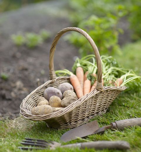 Panier de légumes dans le jardin.
