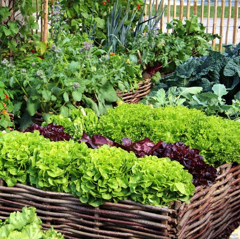 herbes et légumes