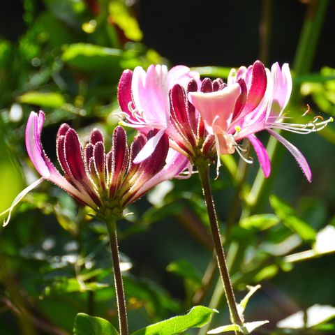 chèvrefeuilles en fleurs