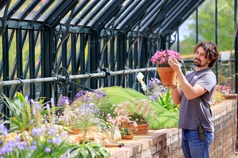 l'horticulteur tom king s'occupe des collections alpines dans la maison d'exposition alpine du rhs garden wisley à surrey ce matin, qui rouvrira ses portes au public le lundi 17 mai