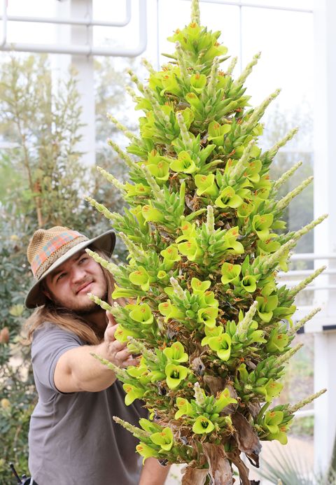 l'horticulteur callum munro faure admire le puya chilensis qui n'a fleuri que pour la deuxième fois de son histoire à rhs garden wisley, surrey ce matin la première fois qu'il a fleuri dans la serre à wisley était il y a 8 ans la serre rouvrira au public le lundi 17 mai suivant les nouvelles directives gouvernementales