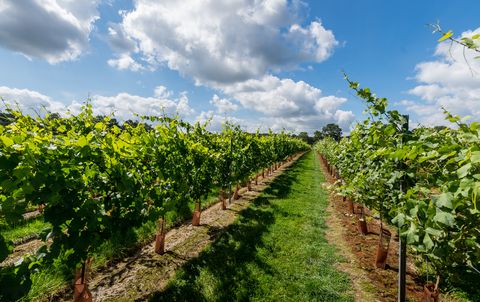 maison classée grade ii avec un vignoble est à vendre dans le sussex