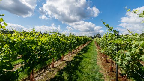 maison classée grade ii avec un vignoble est à vendre dans le sussex