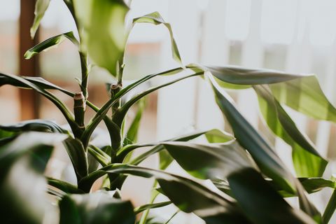 plante verte feuillue dans un espace d'environnement intérieur pour la copie