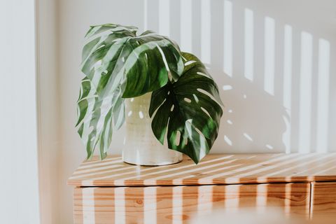 jardinière blanche rustique élégante avec usine de fromage suisse, contre un mur blanc avec des jets de lumière illuminant la pièce concept minimaliste et espace pour la copie