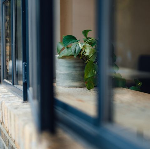 ένα υγιές πράσινο φυτό σε έναν λοβό, που στέκεται κοντά στο παράθυρο πιάνει το φως του ήλιου και αναπνέει την έννοια της ανάπτυξης και της ανάπτυξης φρέσκου αέρα