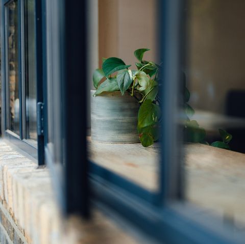 une plante verte saine dans une cosse, debout près de la fenêtre captant la lumière du soleil et respirant l'air frais concept de croissance et de développement