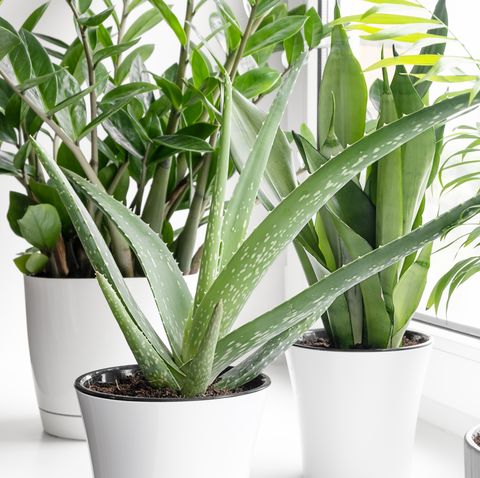 φυτά σπιτιού σε διαφορετικές γλάστρες στο περβάζι παχύφυτα, sansevieria, aloe vera, zamiokulkas, hamedorea ή areca palm home house care concept houseplants in a modern room
