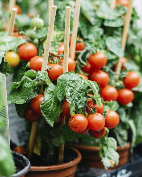 Tomate cerise poussant dans un pot au marché de rue à vendre