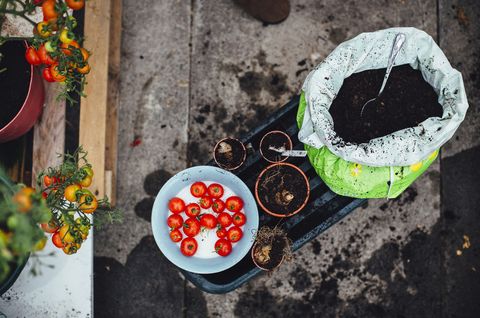 vue aérienne de tomates et de matériel de jardinage dans une serre