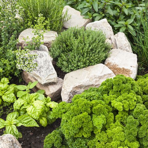 πώς να καλλιεργήσετε τα δικά σας βότανα μέρος σπιράλ βοτάνων με μαϊντανό, σχοινόπρασο, δεντρολίβανο, ρίγανη, θυμάρι, βασιλικό και μέντα στον κήπο