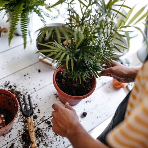 νεαρός επιχειρηματίας που μεταφυτεύει φυτά στο ανθοπωλείο, φορώντας ποδιά, χρησιμοποιώντας εργαλεία κηπουρικής