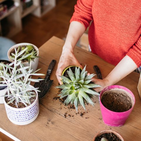 comment rempoter une plante, rempoter des plantes, femme replantant des fleurs, vue d'en haut