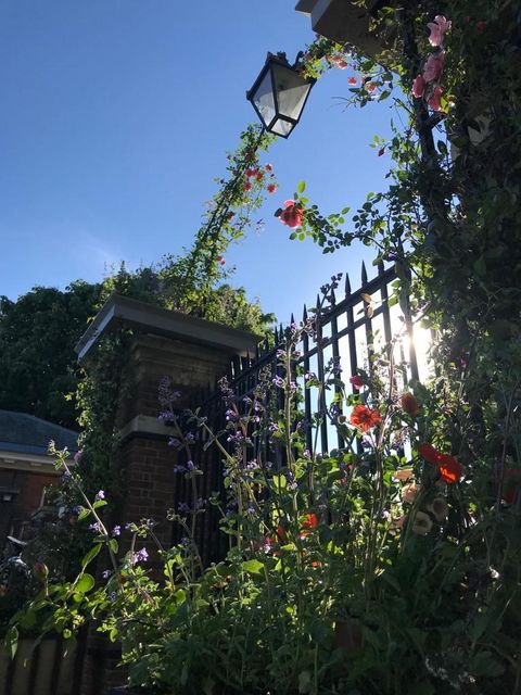 σχεδιασμός λουλουδιών jamjar της πύλης του Λονδίνου, επίδειξη λουλουδιών rhs chelsea