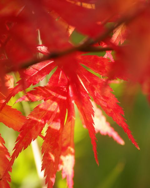 Stock photo de la couleur des feuilles d'automne de la variété d'arbres acer palmatum atropurpureum bloodgood red feuilles d'érable japonais sur l'arbre avec le soleil qui brille à travers