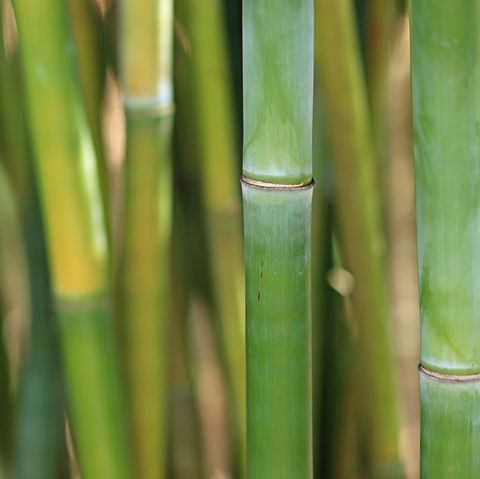jardin japonais, tiges de bambou vert se bouchent dans une bambouseraie