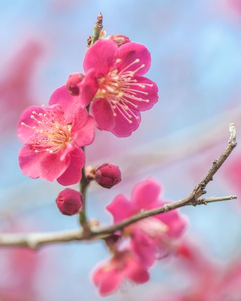 κοντινό πλάνο των λουλουδιών του δέντρου prunus mume beni chidori ανθοφορία ιαπωνικό βερίκοκο έννοια άνοιξη κηπουρική, ανοιξιάτικο ροζ ανθισμένο δέντρο