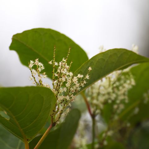פריחת קש קשר יפנית של חבלנית יפנית חצוצרה japonica, מין צמחים פולשני באירופה