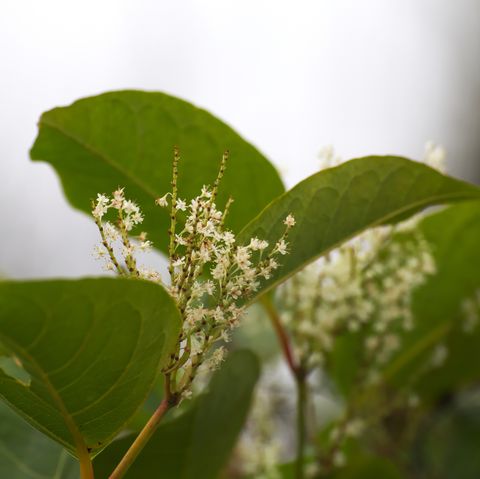 ιαπωνικά knotweed άνθη της ιαπωνικής knotweed fallopia japonica, ένα επεμβατικό είδος φυτών στην Ευρώπη