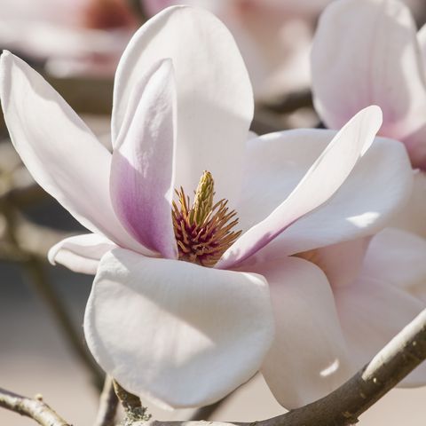 rhs garden, wisley, surrey magnolia way milky spring, פרח