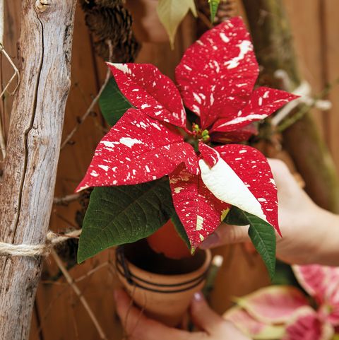 φυτό mini poinsettia