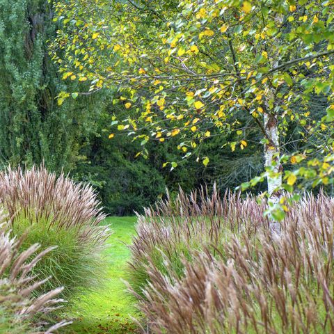 miscanthus κοινώς γνωστό ως χόρτο ελέφαντα ή ασημένιο γρασίδι και μια σημύδα σε έναν αγγλικό κήπο