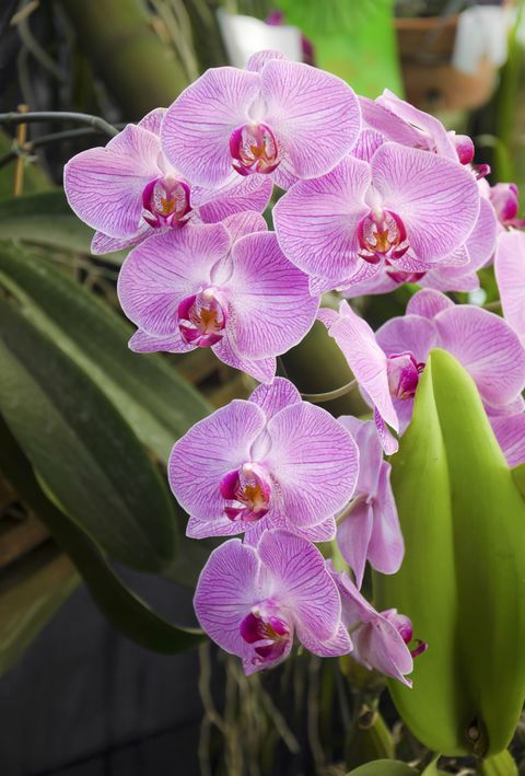 ορχιδέες ροζ λωρίδας phalaenopsis