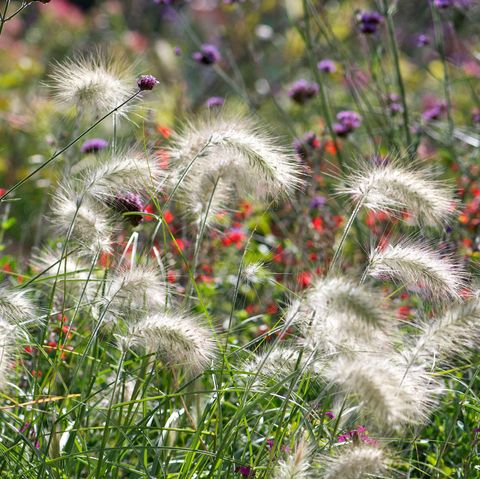 herbe ornementale, herbe à plumes, pennisetum villosum,