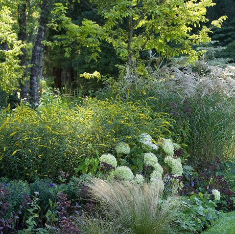 graminées ornementales, bordure de fin d'été avec arbustes et vivaces mixtes