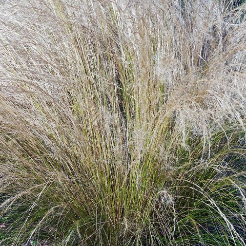 graminées ornementales, herbe à plumes mexicaine nassella tenuissima appelée herbe à pointes fines, nassella à feuilles fines et herbe à aiguilles argentine