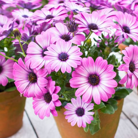 צמח osteospermum