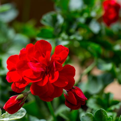 φυτό pelargonium με σκούρα κόκκινα λουλούδια, φυσικό αντισηπτικό φυτό που καθαρίζει το κλείσιμο αέρα μοσχεύματα pelargonium peltatum γνωστά ως cascading geranium, επιλεκτική εστίαση