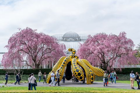 kusama κοσμική έκθεση στη φύση στο βοτανικό κήπο της Νέας Υόρκης