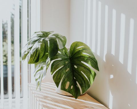 jardinière blanche rustique élégante avec usine de fromage suisse, contre un mur blanc avec des jets de lumière illuminant la pièce concept minimaliste et espace pour la copie