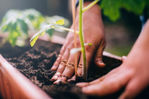 femme plantant un plant de tomate