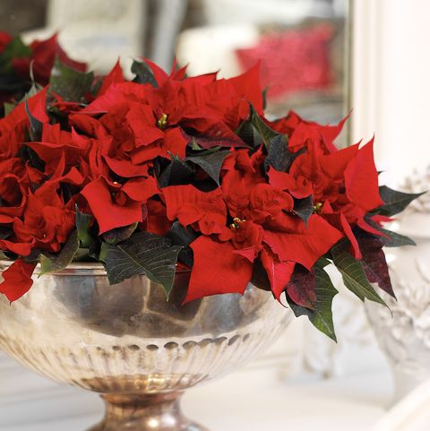 φυτό poinsettia